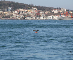 Güneş Banyosu
