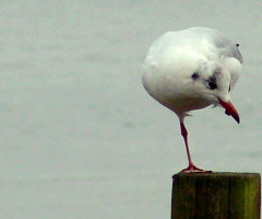 A Seagull In Balance...