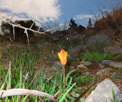 Guaarikh the Unique wild tulip of Balochistan