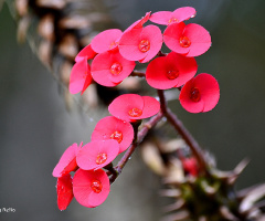 Thorn flower