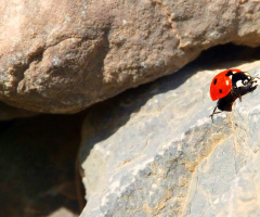 Clif climber