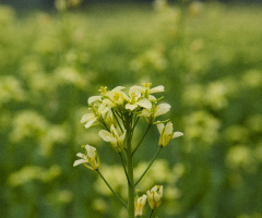 Mustard Flowers