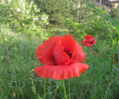 Gelincik