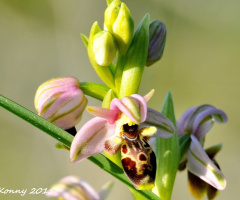 wild orchids .. 