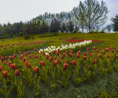 İzmit/Kocaeli/Türkiye