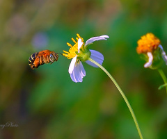 Bee fly