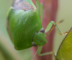 Green insect