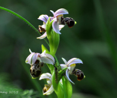 wild orchid ..