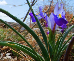 Wild Spring's Wild signs