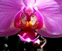 orchide