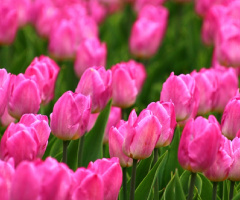 pink and green