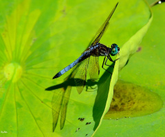 Libélula