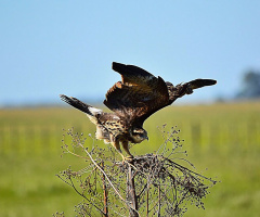 Acrobat