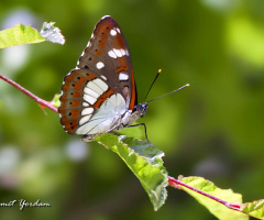 Hanımelikelebeği / Southern White Admiral