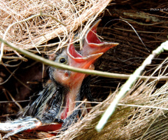 Nest