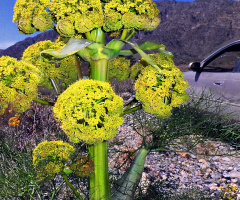 Wild,Black Cumin