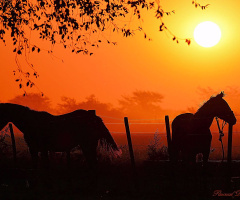 Horses of Sunset II