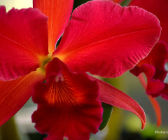 Explosion of color