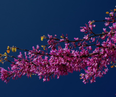 Pink tree