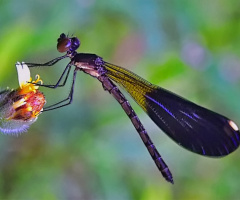 Damselfly