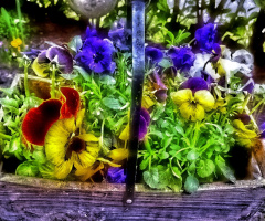 spring