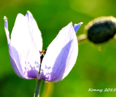 in the face of the sun..