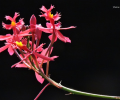 Mini Orchid