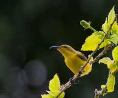 Yellow Bird