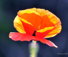 the sun meets the poppy