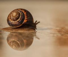 snail