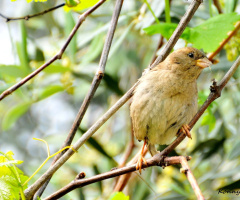 for the nest ...