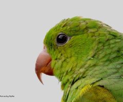 Periquito
