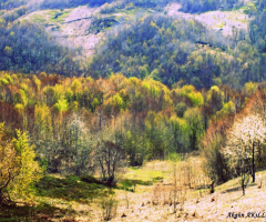 bahar gelmiş hoş gelmiş