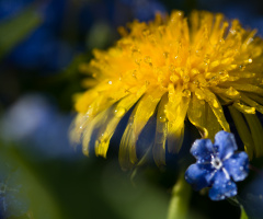 Dandelion