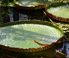 Vitória-régia (Amazon plant)