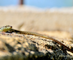 sunbathing
