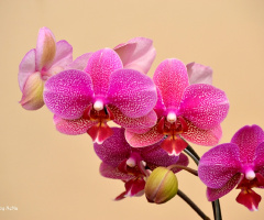 Pink Orchid