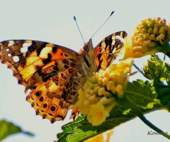 The butterfly... 