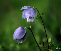 wildflowers ... 