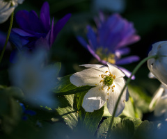 Last Sun Rays 