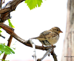 Sparrow in the grapes..