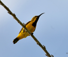 sunbird