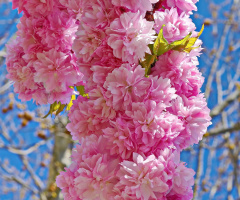 Blossomed branch