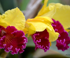 Brassocattleya Orchid