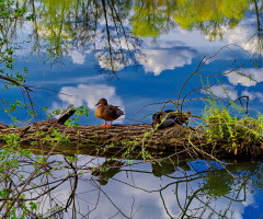 On the  lake