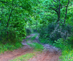 Orman Yolu