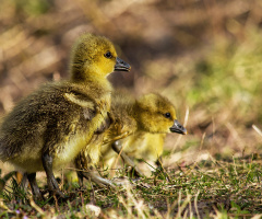 Baby Geese