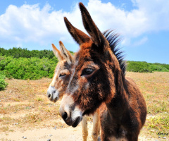 wild donkeys in cyprus 