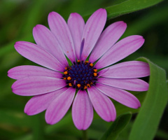 African daisy