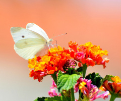 white butterfly ... :) 